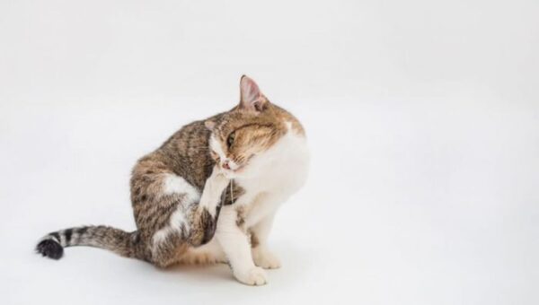Antiparassitari per gatti – come scegliere quello giusto